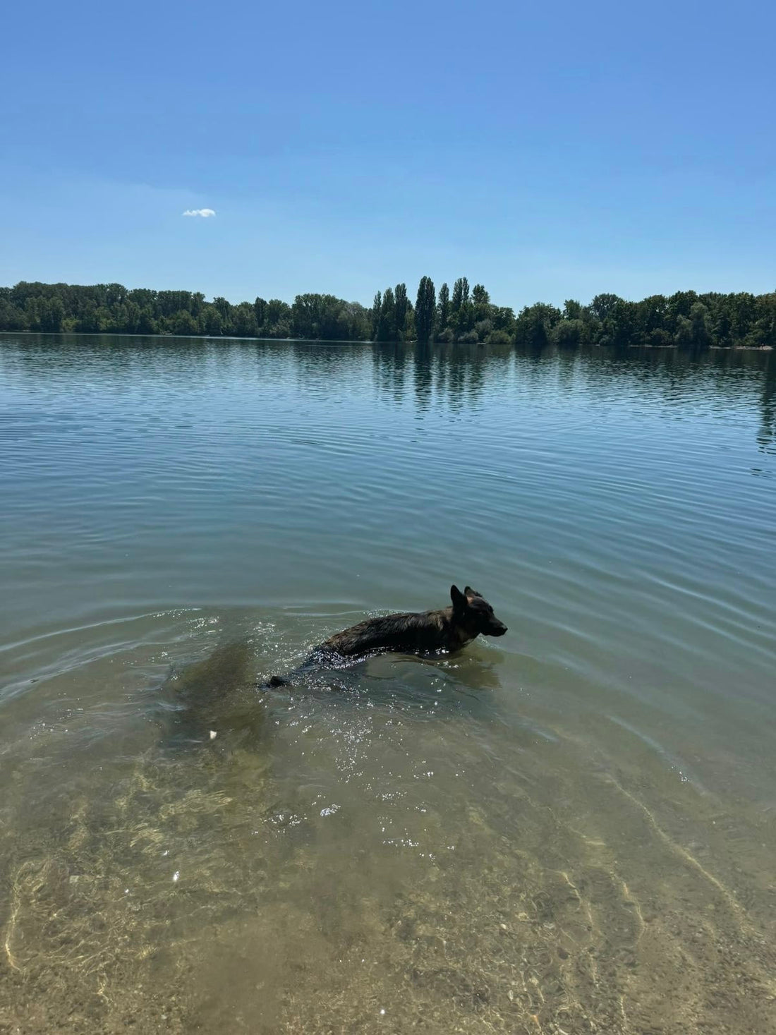 Sommertipps für Hundehalter