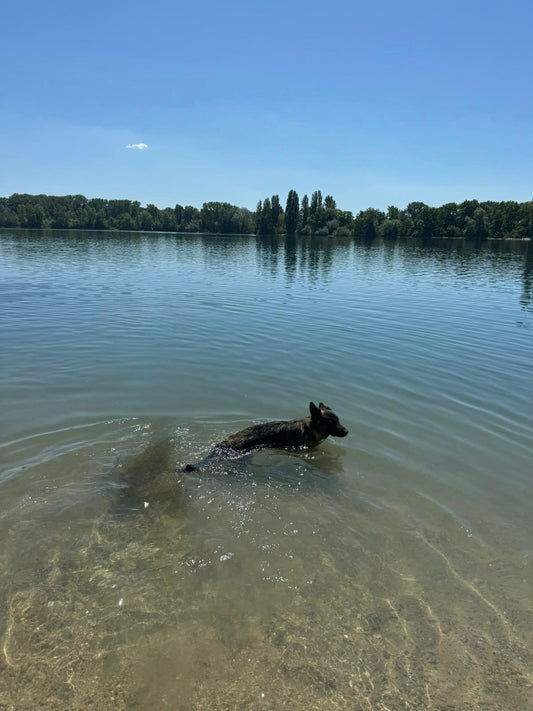 Sommertipps für Hundehalter