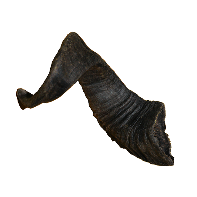 LAMMHORN