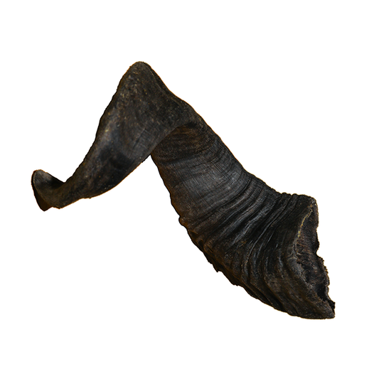 LAMMHORN