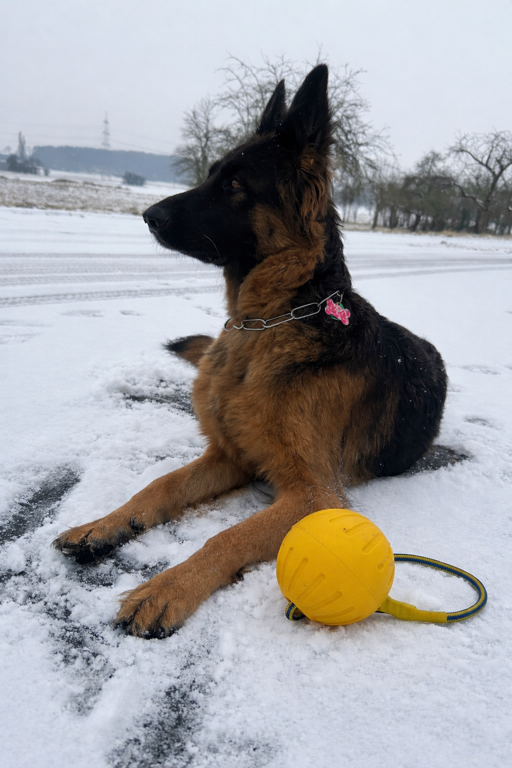 Trainingsball für Hunde – 9 cm