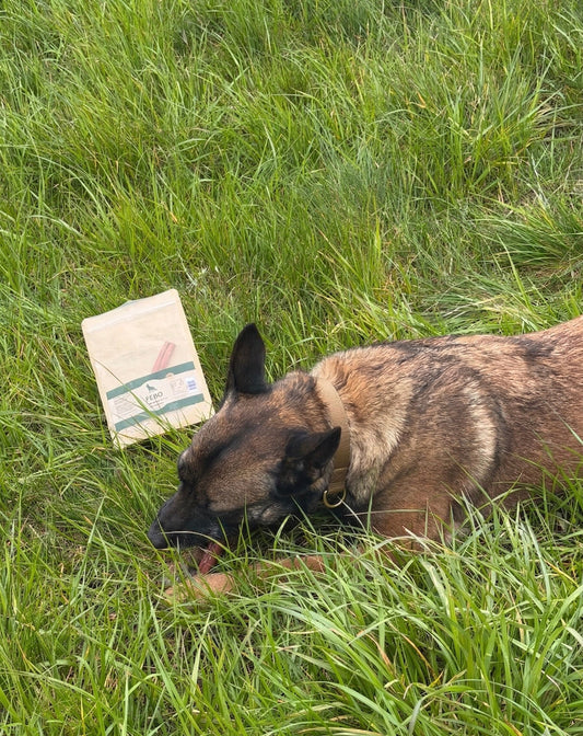 Warum fressen Hunde Gras?