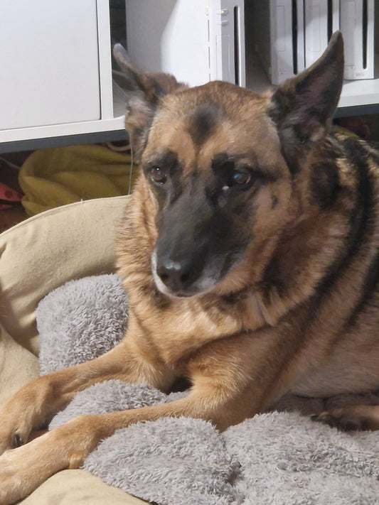 Was bedeutet es wirklich, wenn dein Hund dir überallhin folgt?