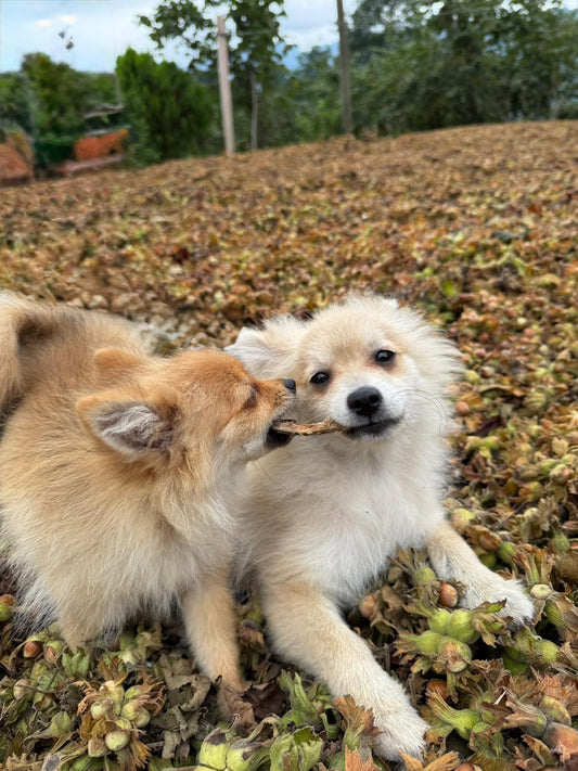 Natürliche Lösungen für die Zahngesundheit Ihres Hundes 🦷🐾