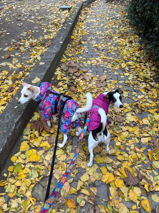Wintertipps für Hunde: Pflege, Ernährung & natürliche Snacks von FEBO